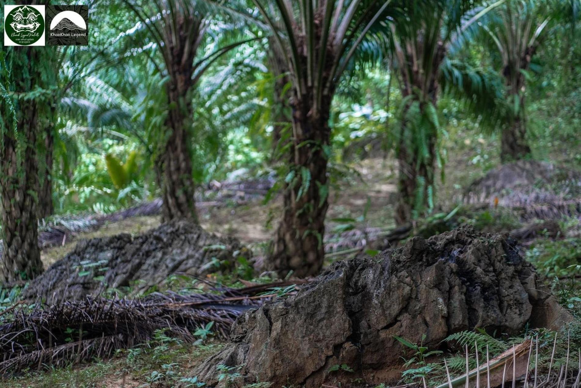 Khaosok Legend Βίλα Khao Sok National Park Εξωτερικό φωτογραφία
